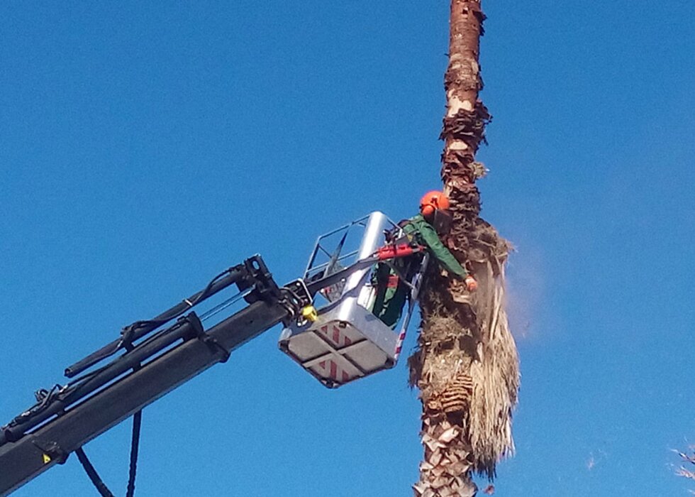 Palmeiras mirandela 1 980 700